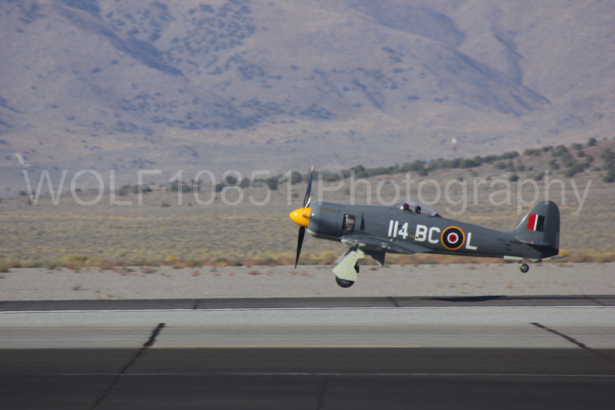 Aviation photography by WOLF10851 featuring Hawker Sea Fury FB-11, Reno Air Races 2013, Argonaut.