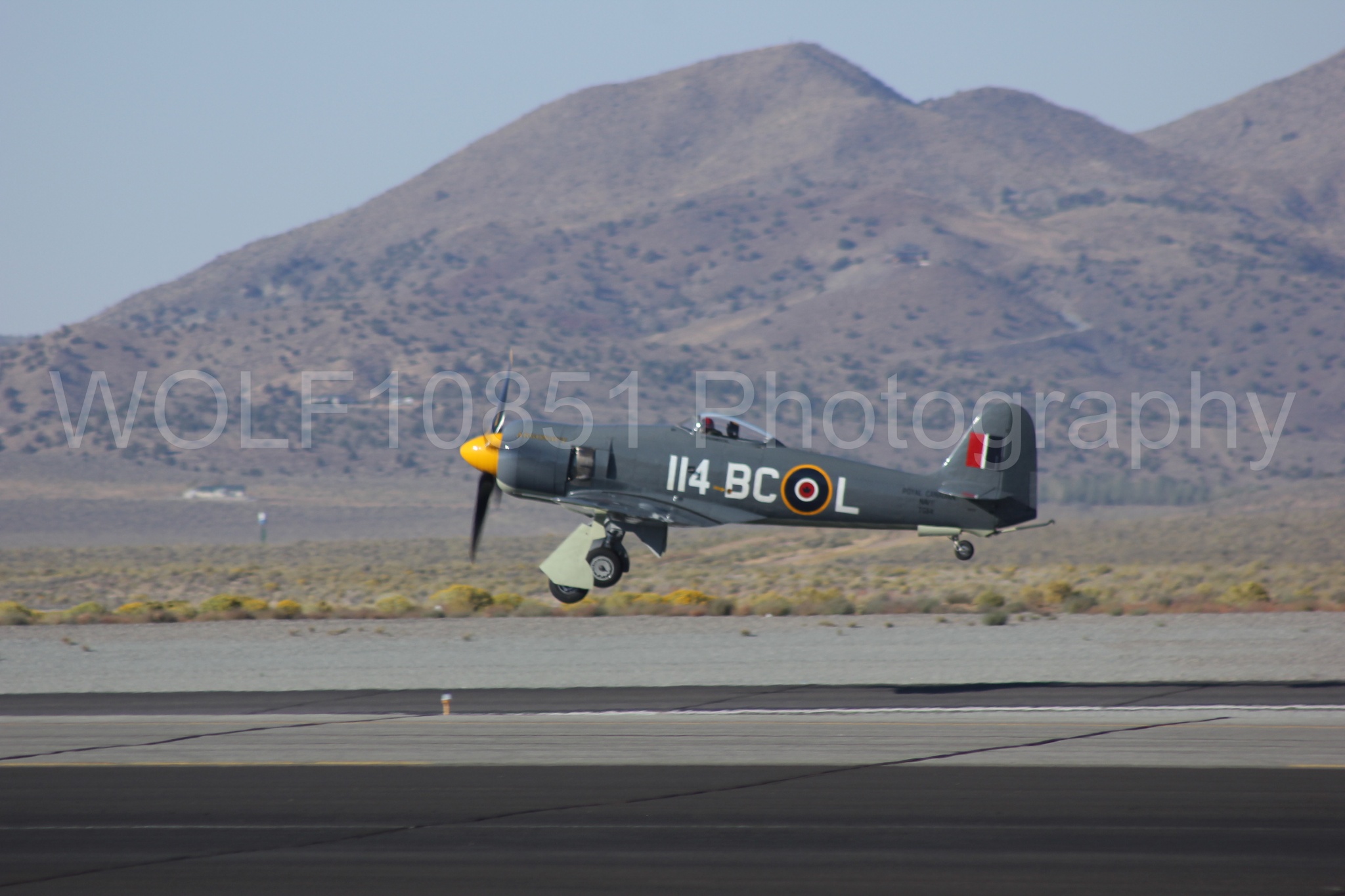 Aviation photography by WOLF10851 featuring Hawker Sea Fury FB-11, Reno Air Races 2013, Argonaut.