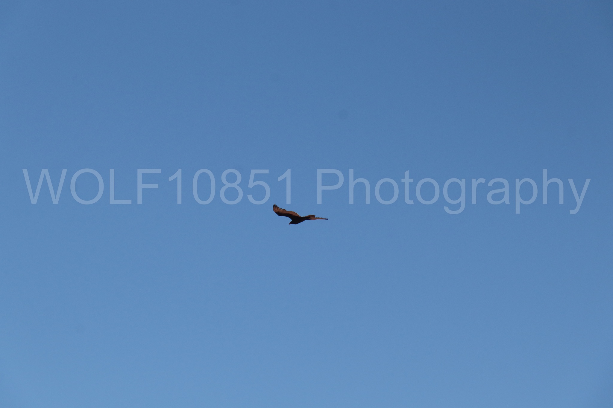 Aviation photography by WOLF10851 featuring A-10 Warthog, Wings Over Solano 2024.
