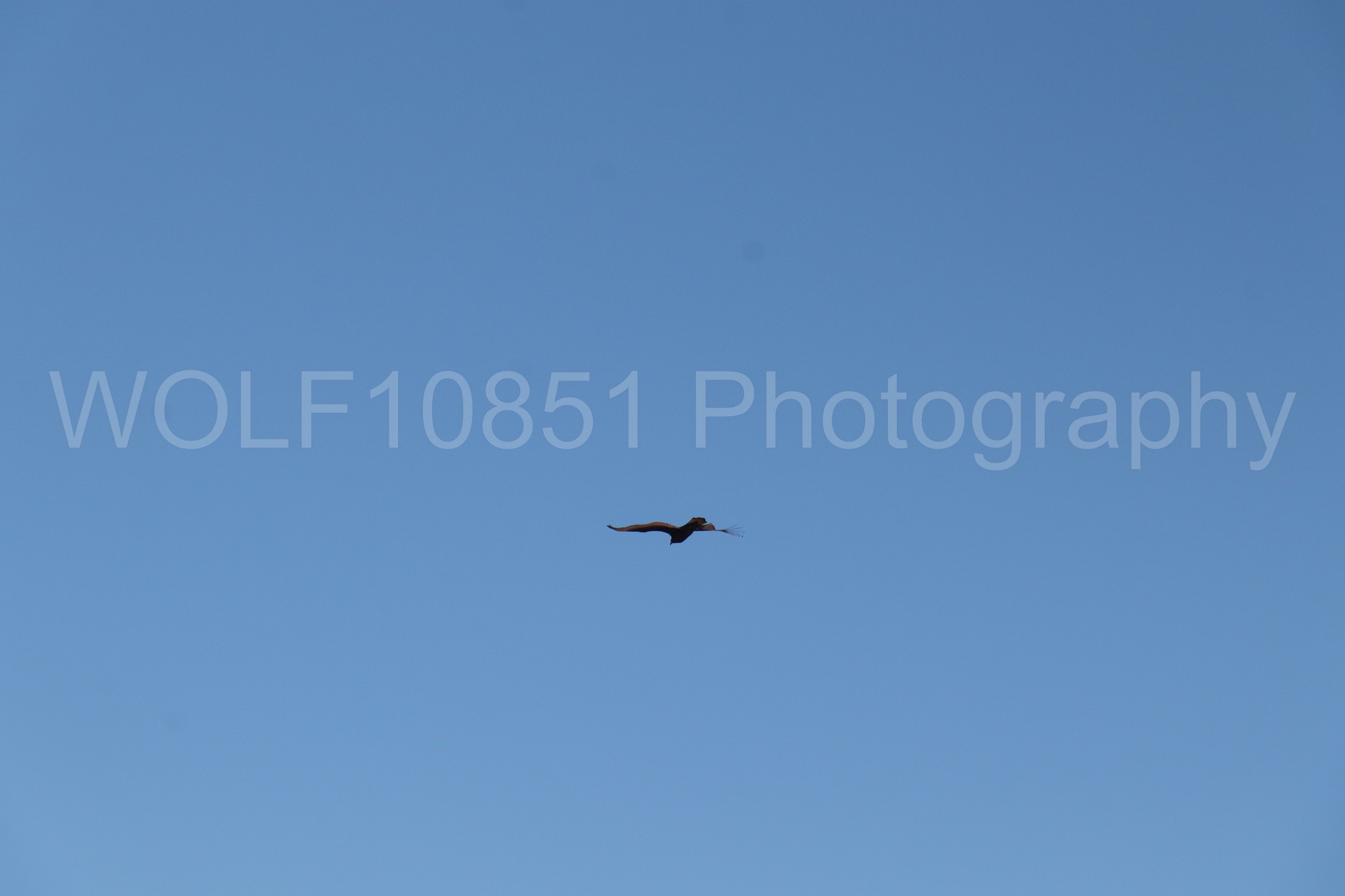 Aviation photography by WOLF10851 featuring A-10 Warthog, Wings Over Solano 2024.