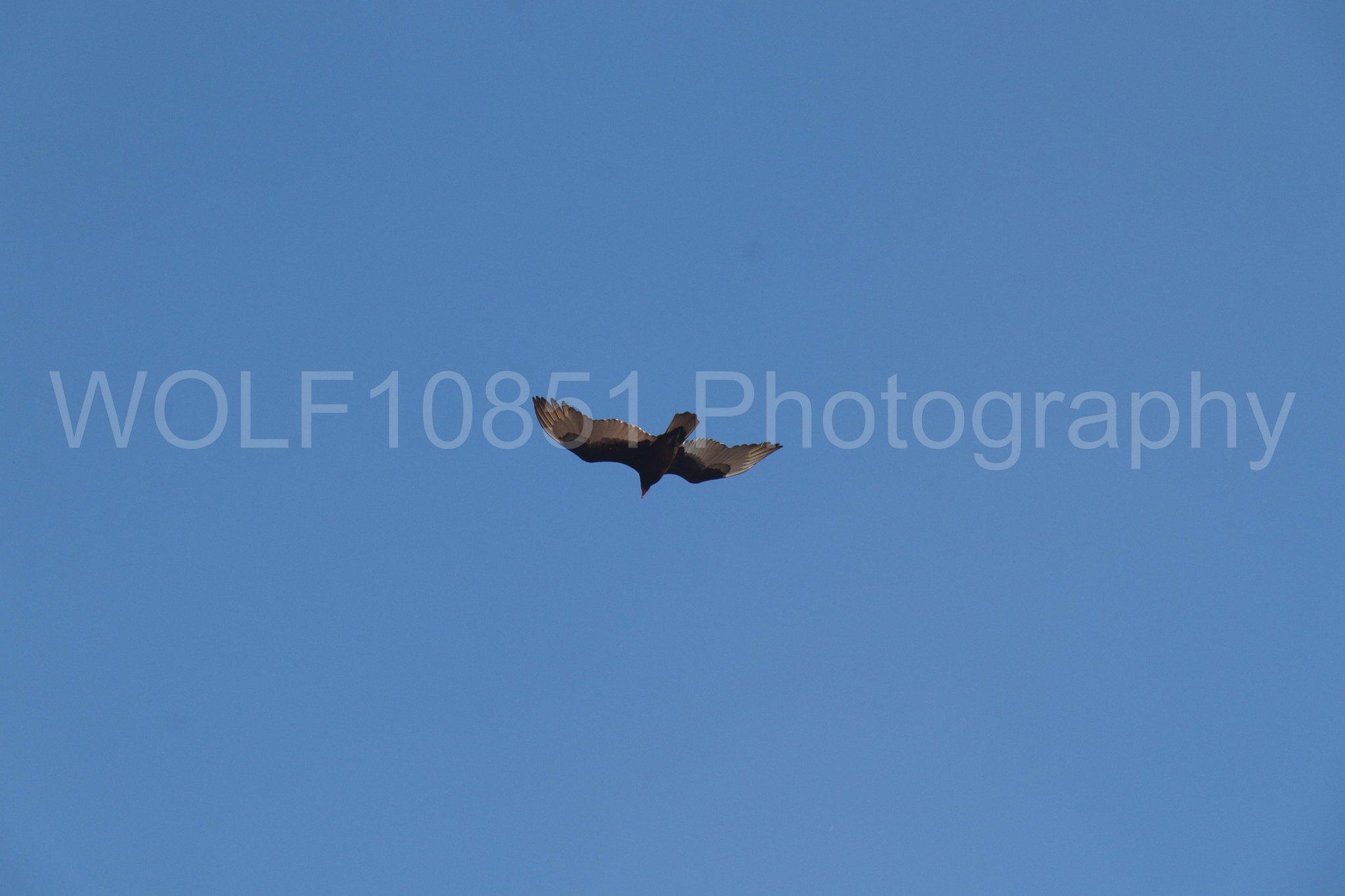 Aviation photography by WOLF10851 featuring Wings Over Solano 2024.