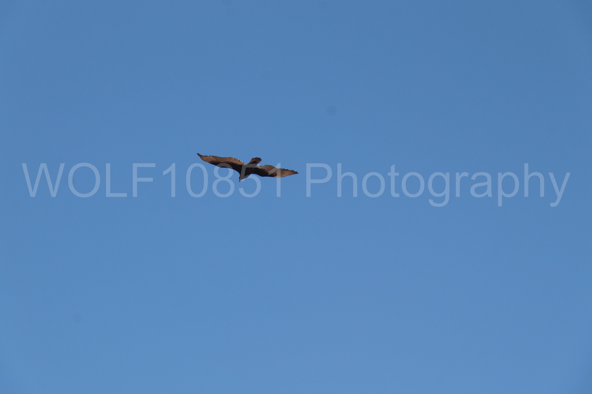 Aviation photography by WOLF10851 featuring Wings Over Solano 2024.