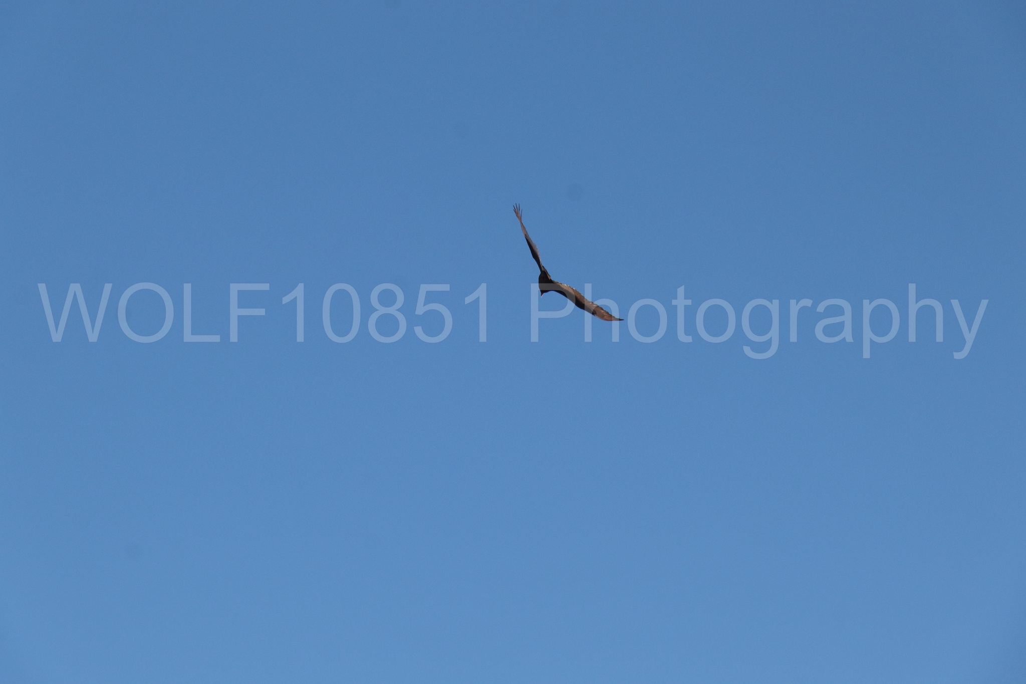 Aviation photography by WOLF10851 featuring Wings Over Solano 2024.