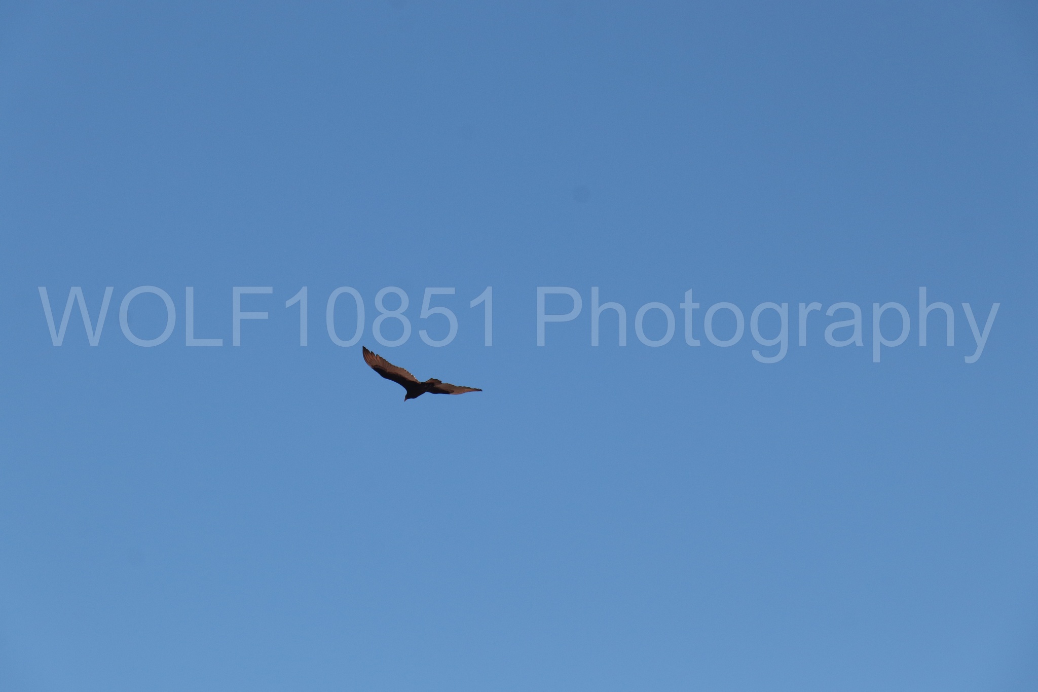 Aviation photography by WOLF10851 featuring Wings Over Solano 2024.