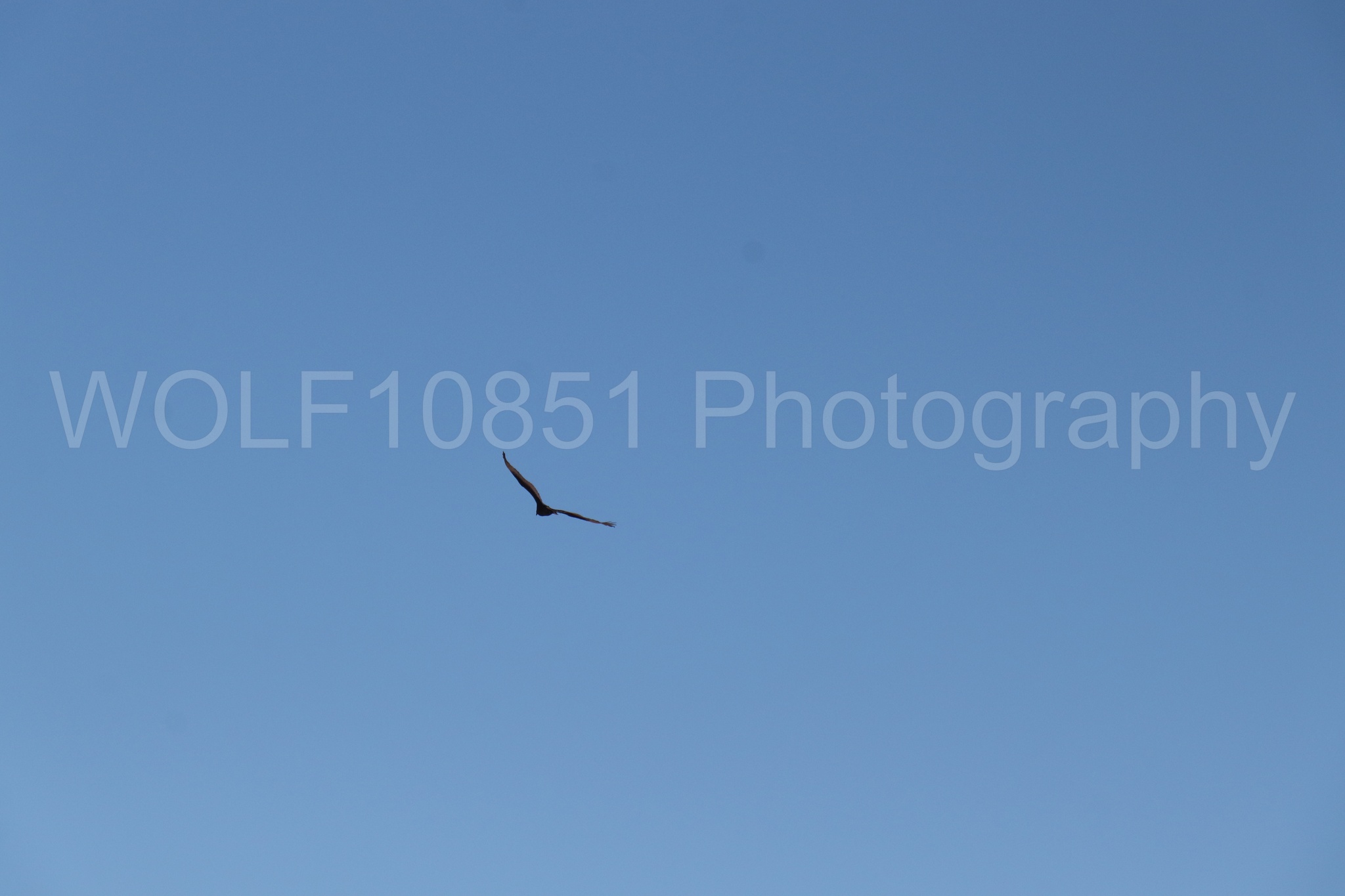 Aviation photography by WOLF10851 featuring Wings Over Solano 2024.