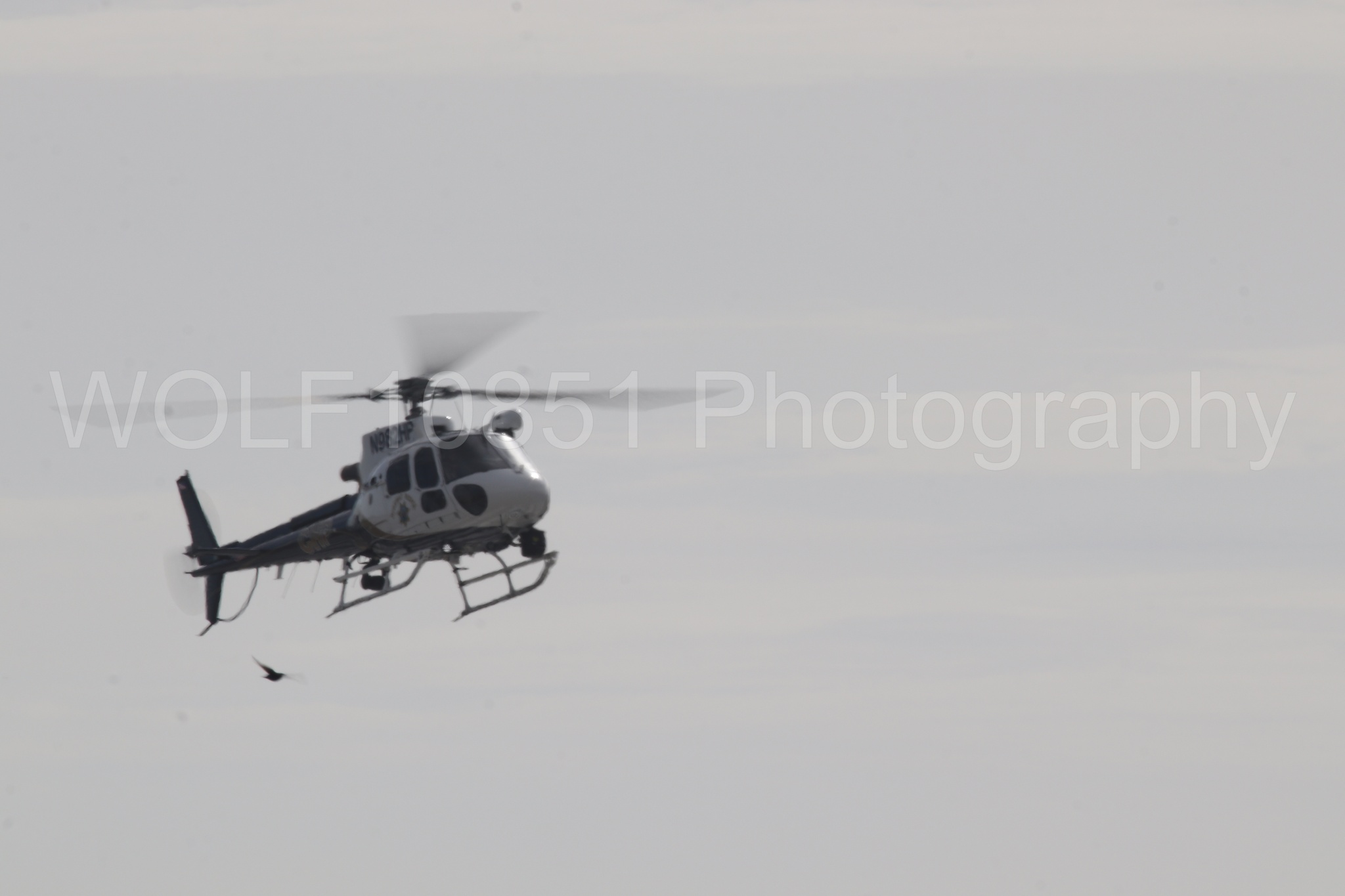 Airbus H125 | WOLF10851 Photography