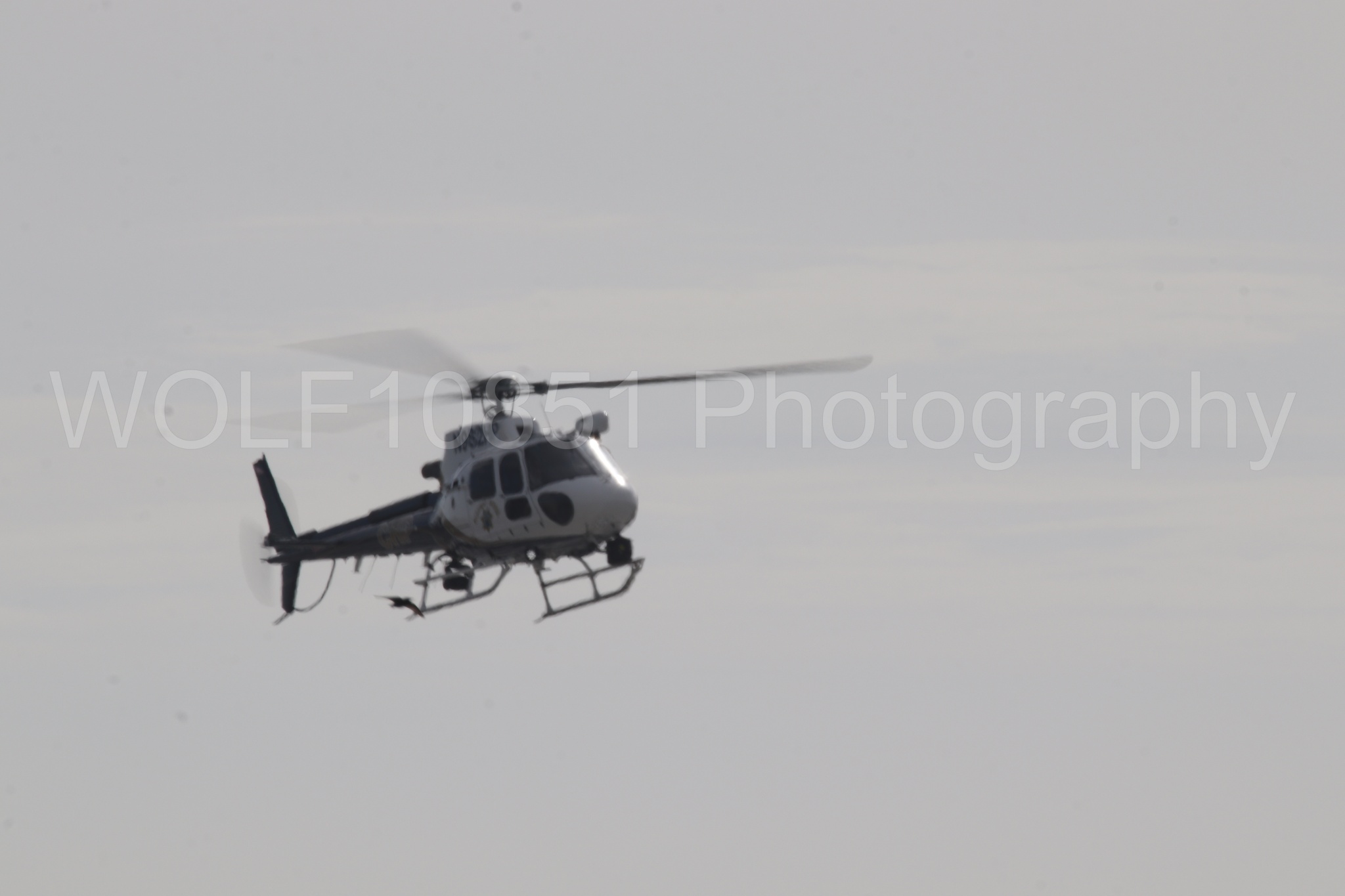 Airbus H125 | WOLF10851 Photography