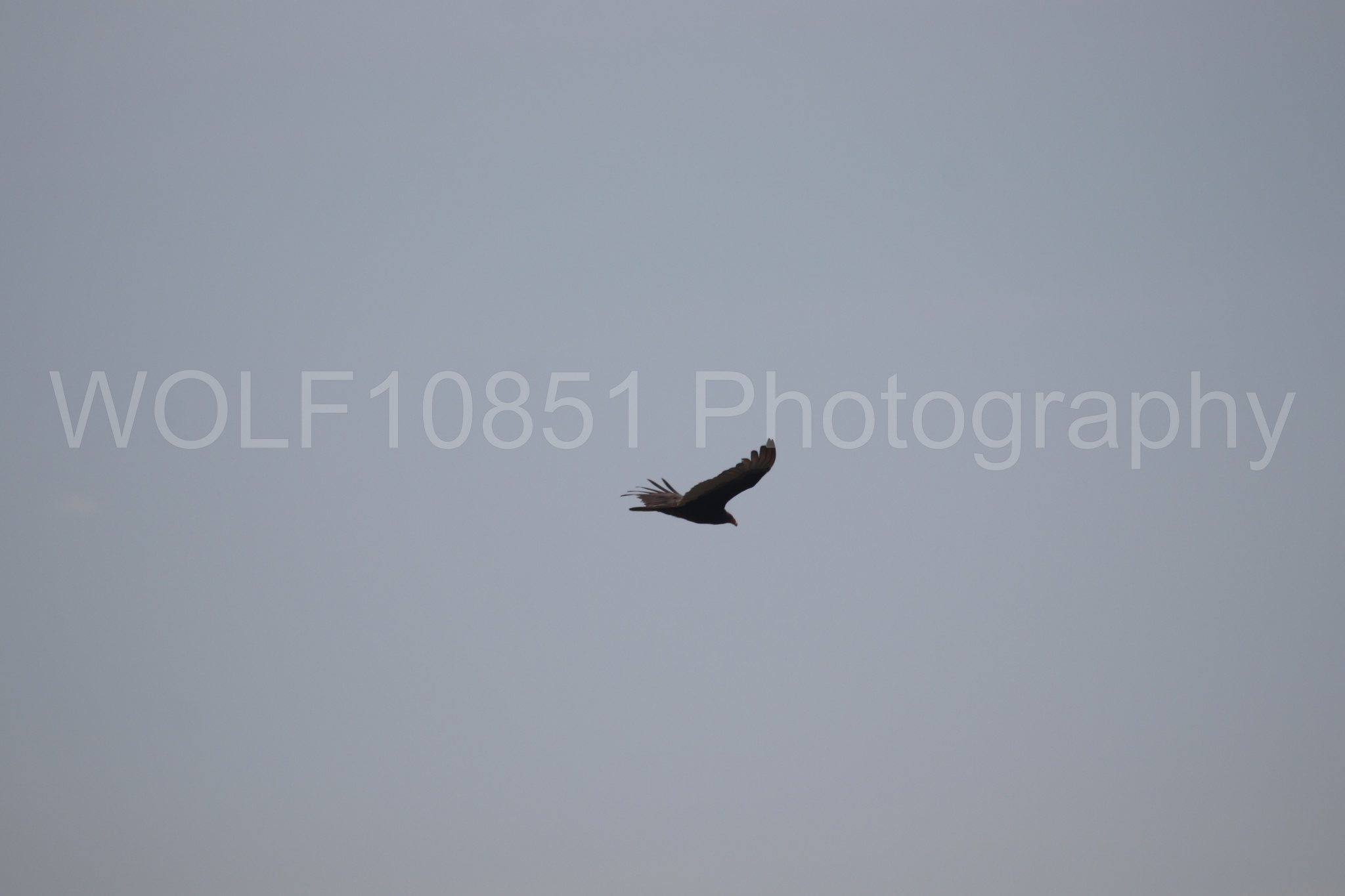 Aviation Photography | WOLF10851 Photography