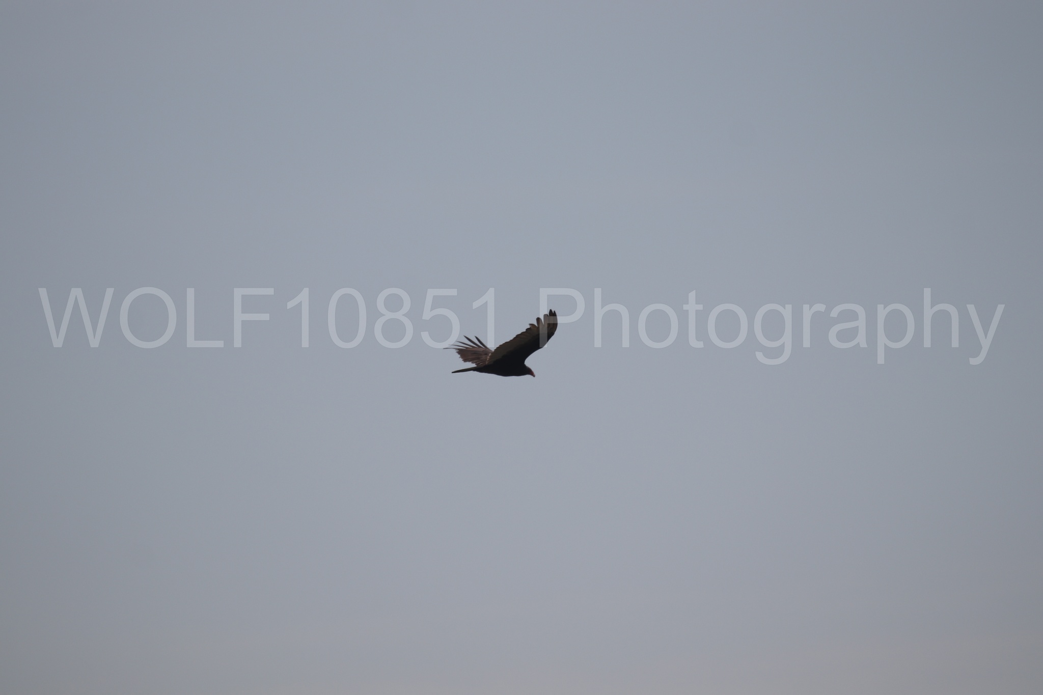 Aviation Photography | WOLF10851 Photography