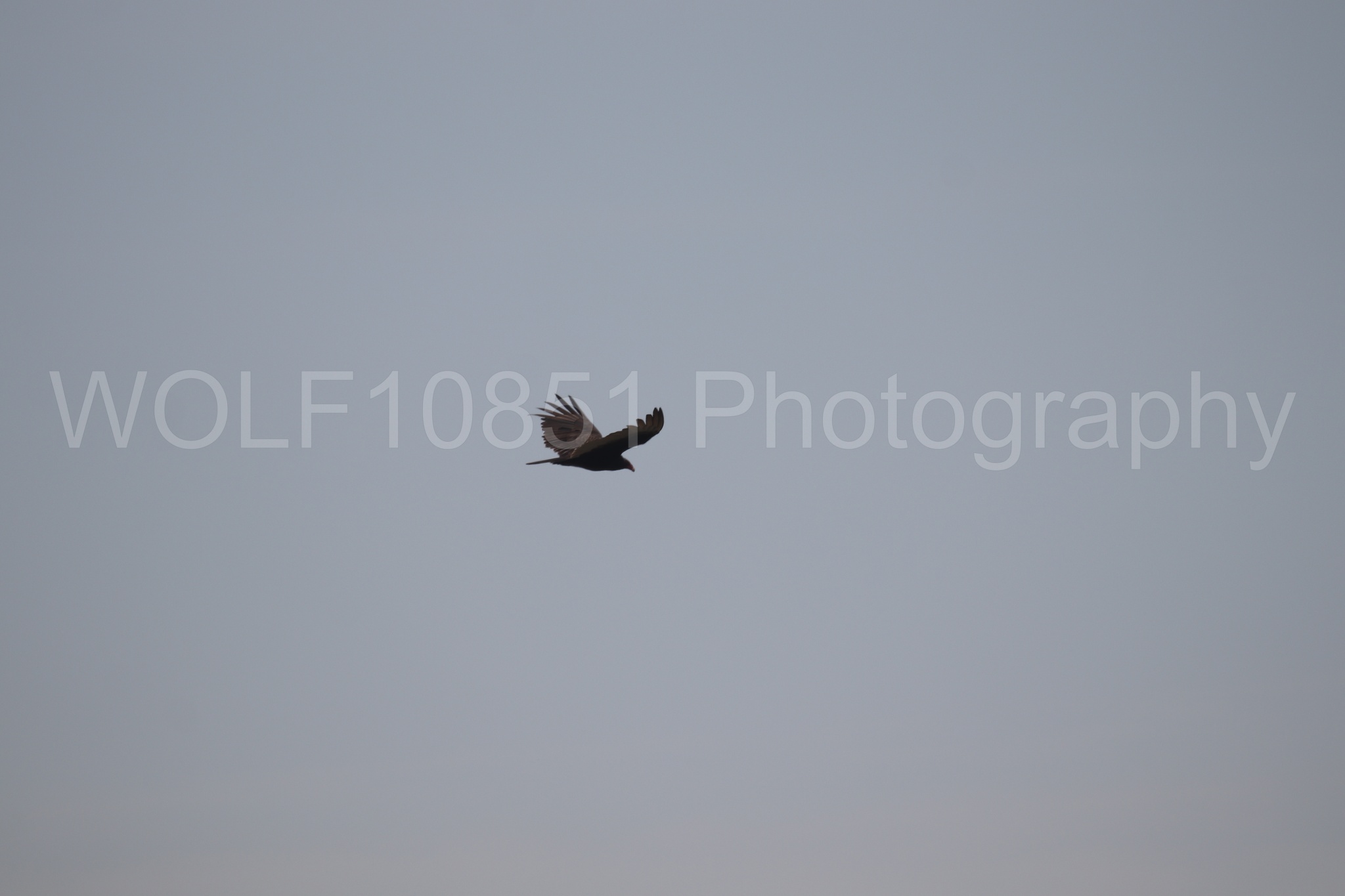 Aviation Photography | WOLF10851 Photography