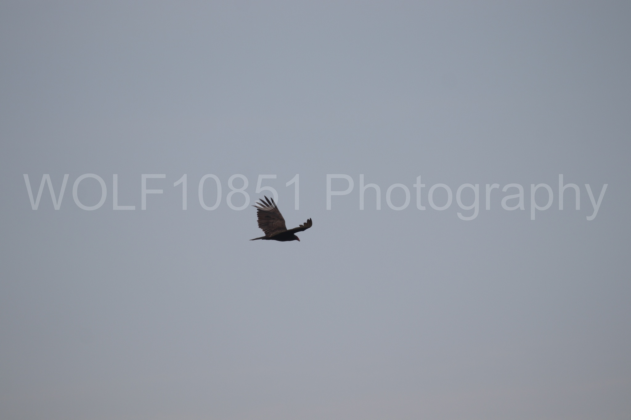 Aviation Photography | WOLF10851 Photography