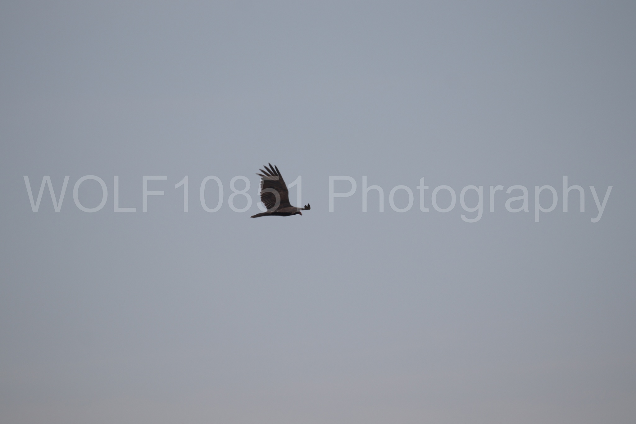 Aviation Photography | WOLF10851 Photography