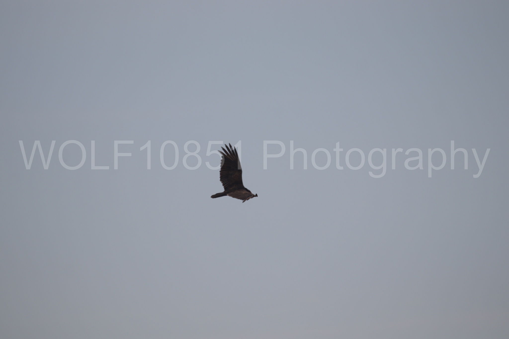 Aviation Photography | WOLF10851 Photography