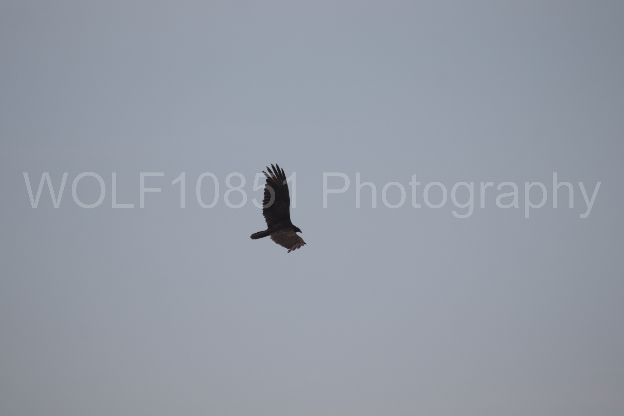 Aviation Photography | WOLF10851 Photography