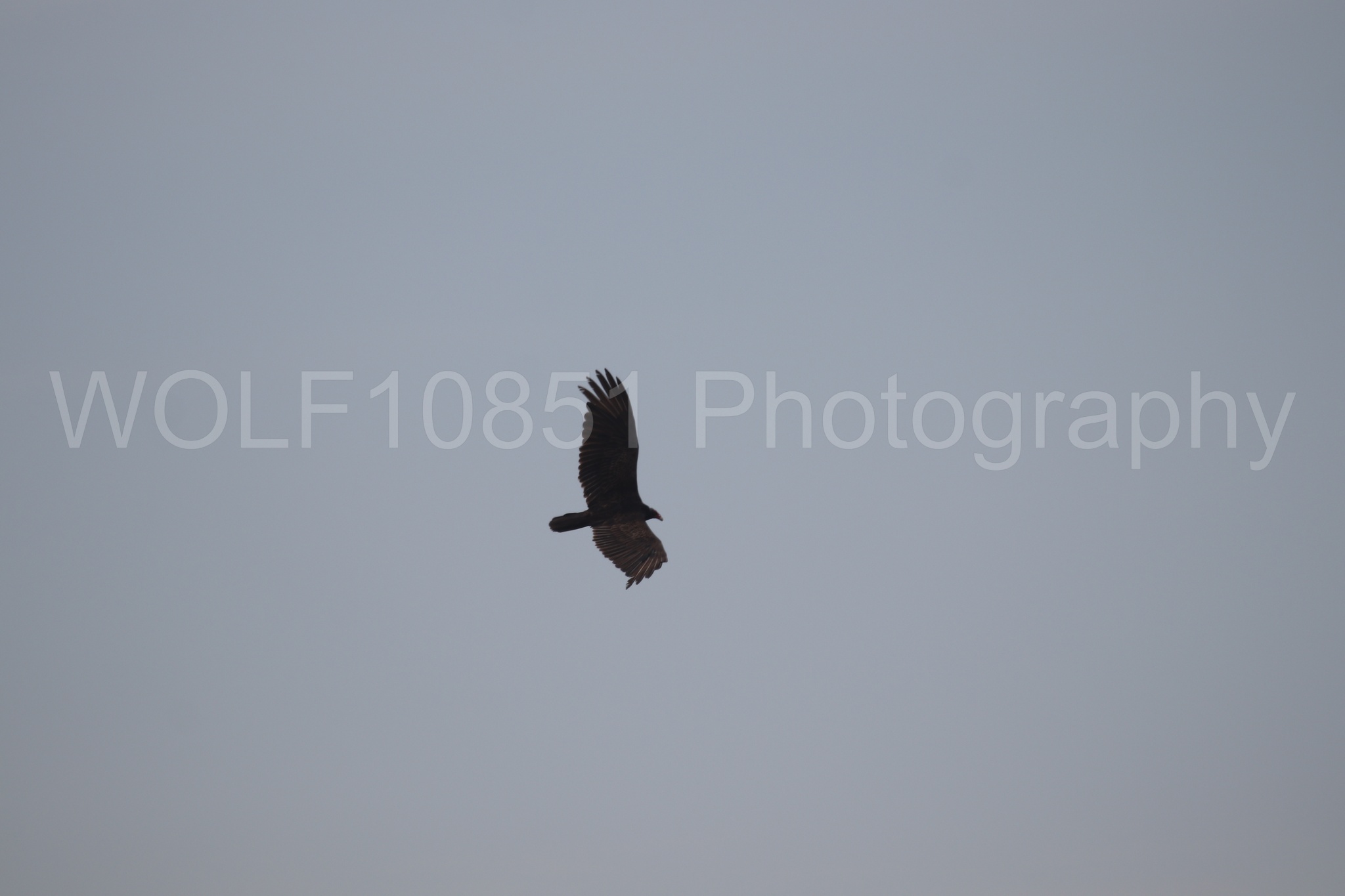 Aviation Photography | WOLF10851 Photography