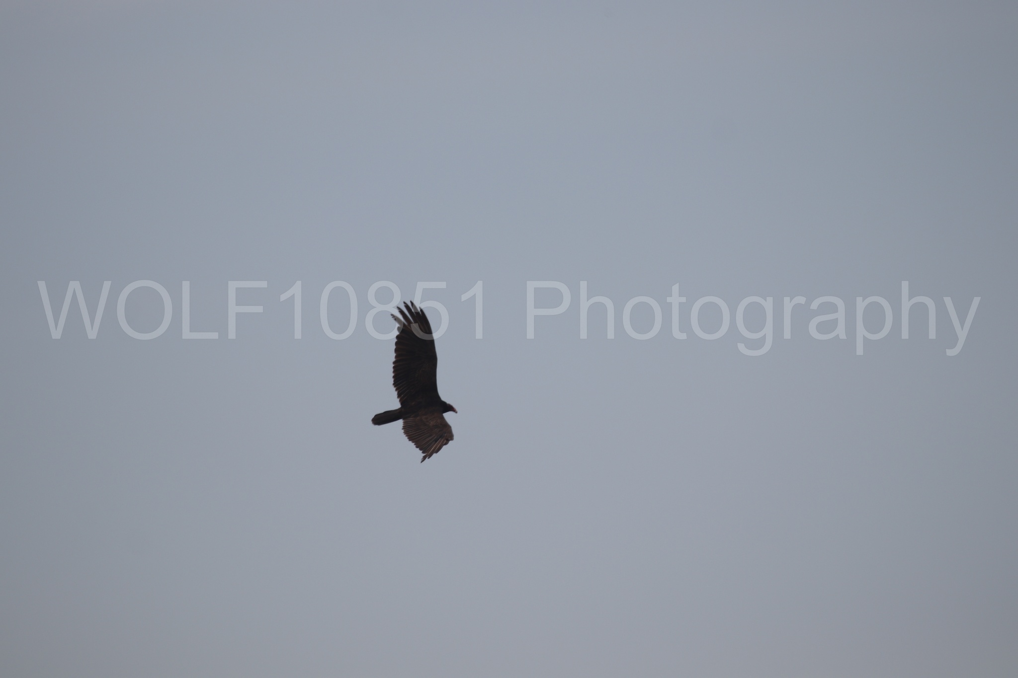 Aviation Photography | WOLF10851 Photography