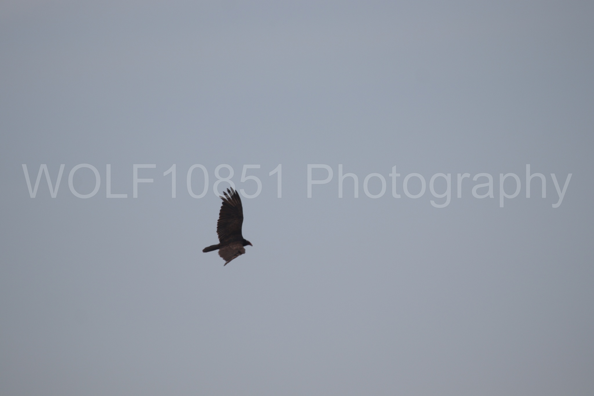 Aviation Photography | WOLF10851 Photography