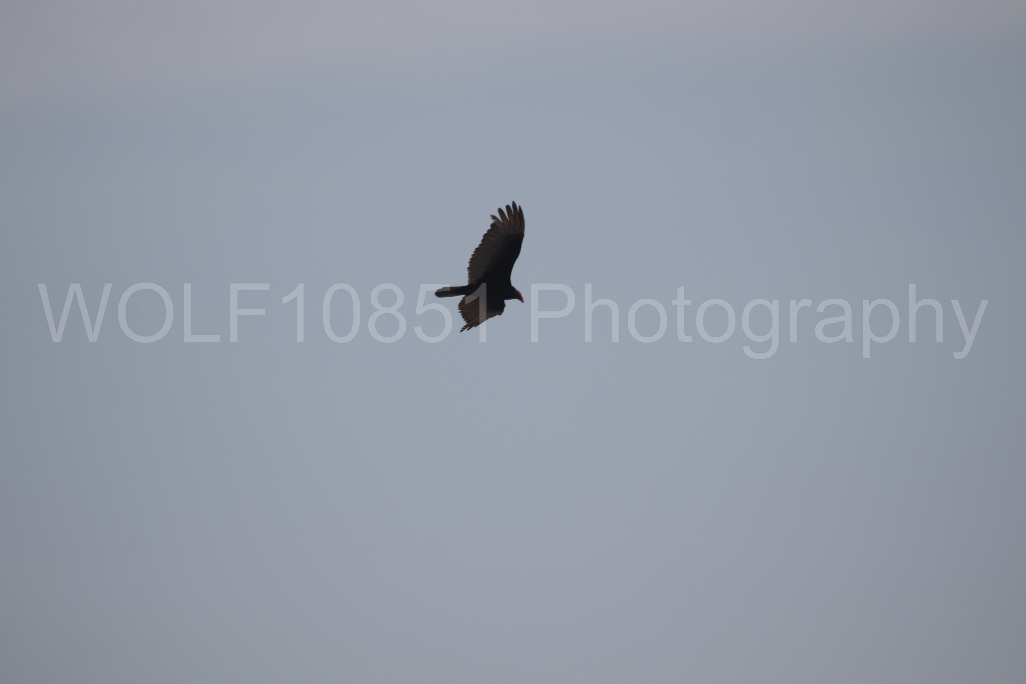 Aviation Photography | WOLF10851 Photography