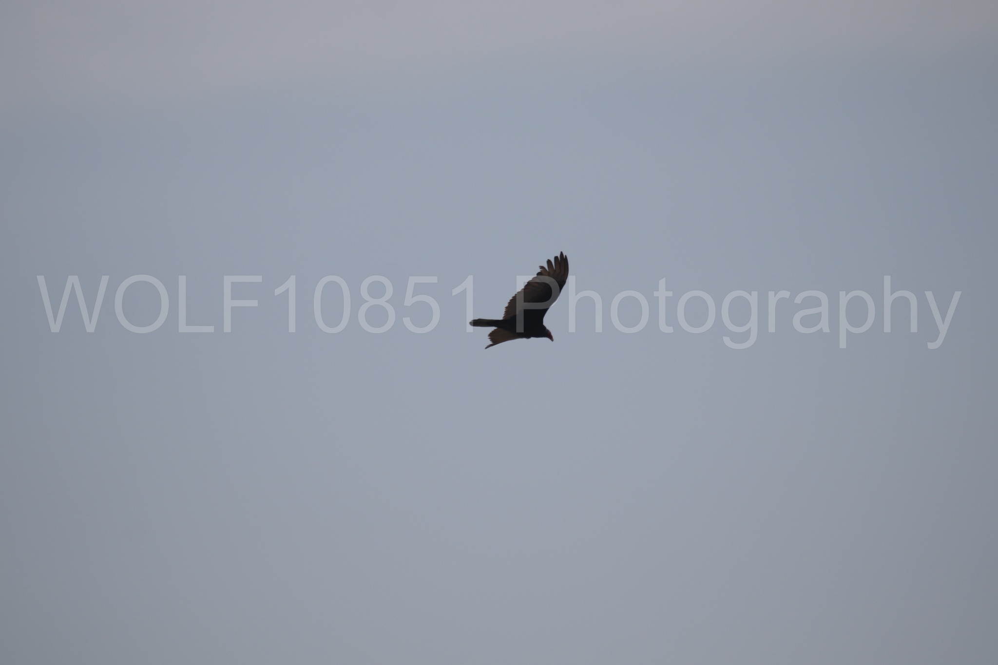 Aviation Photography | WOLF10851 Photography