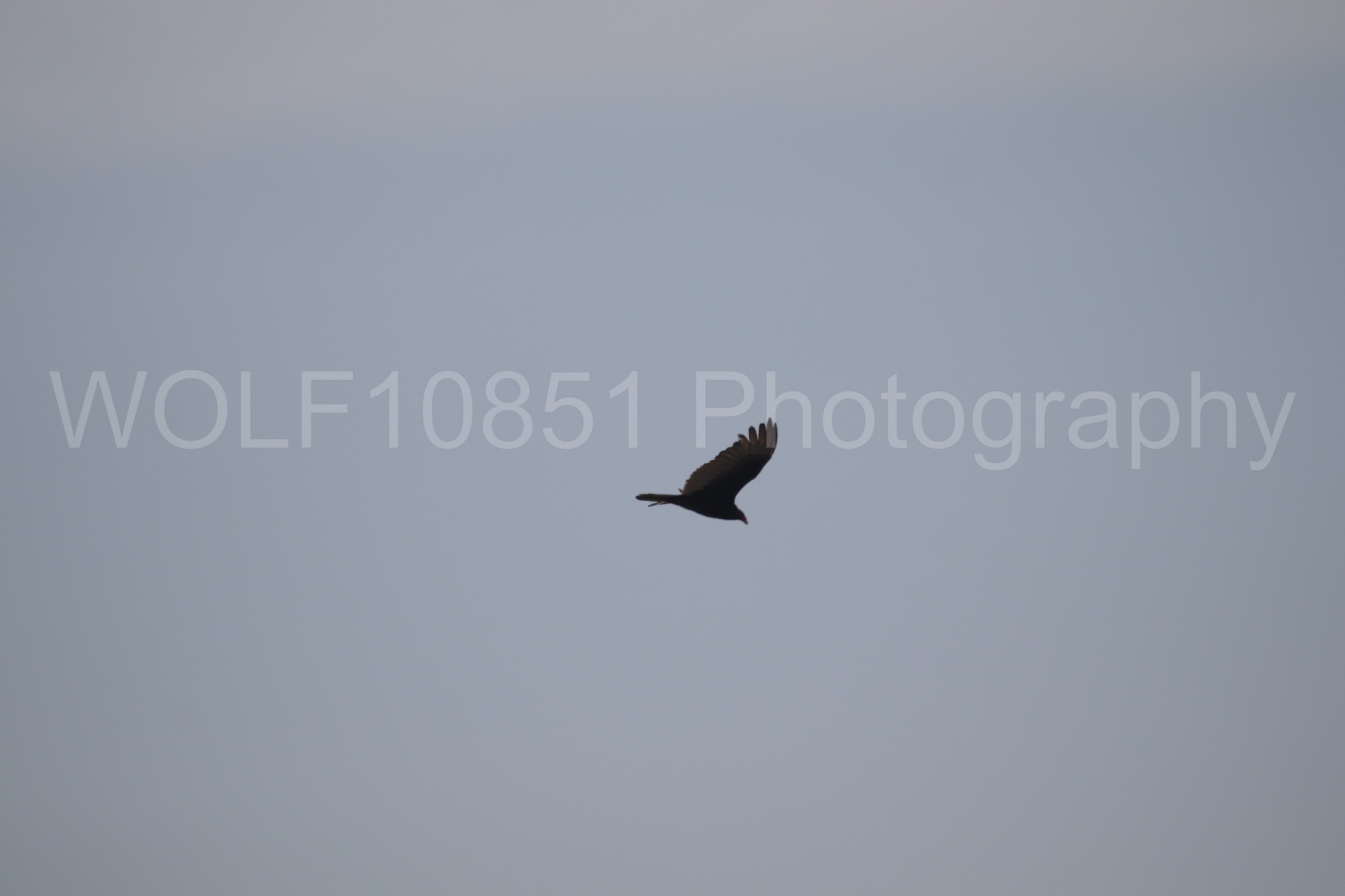 Aviation Photography | WOLF10851 Photography