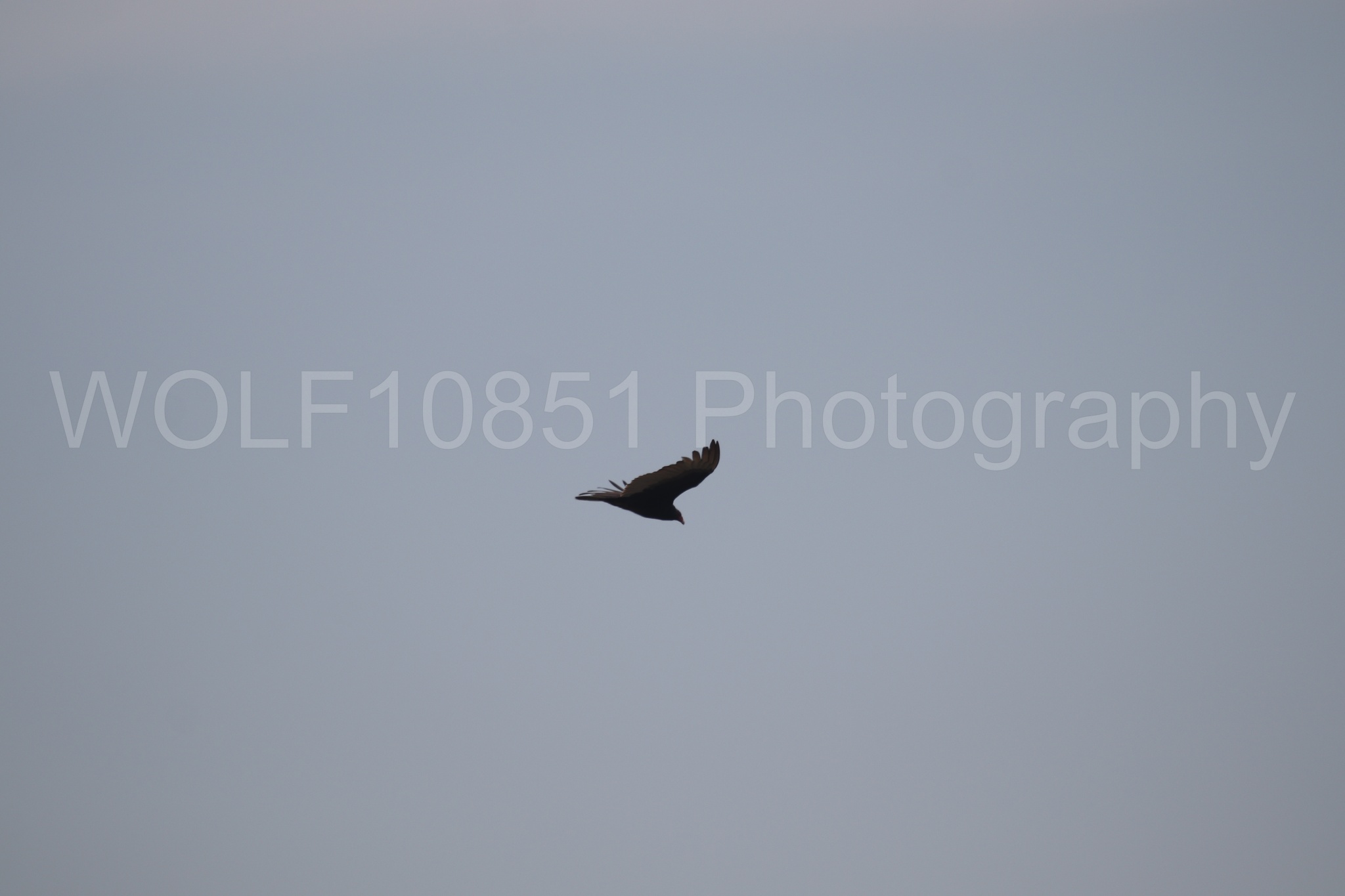 Aviation Photography | WOLF10851 Photography