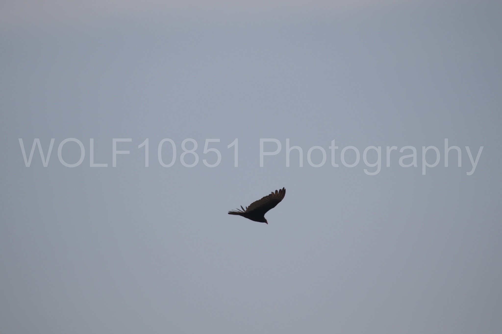Aviation Photography | WOLF10851 Photography
