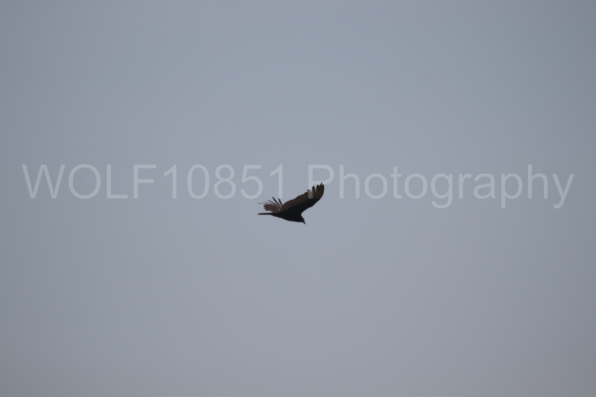 Aviation Photography | WOLF10851 Photography