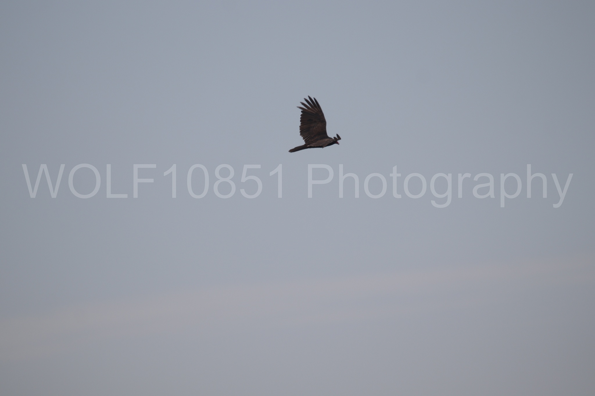Aviation Photography | WOLF10851 Photography