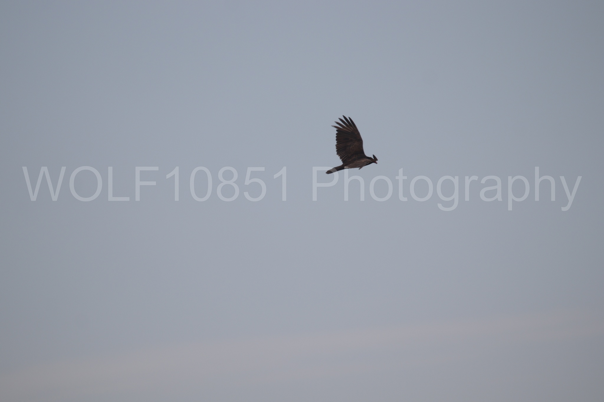 Aviation Photography | WOLF10851 Photography