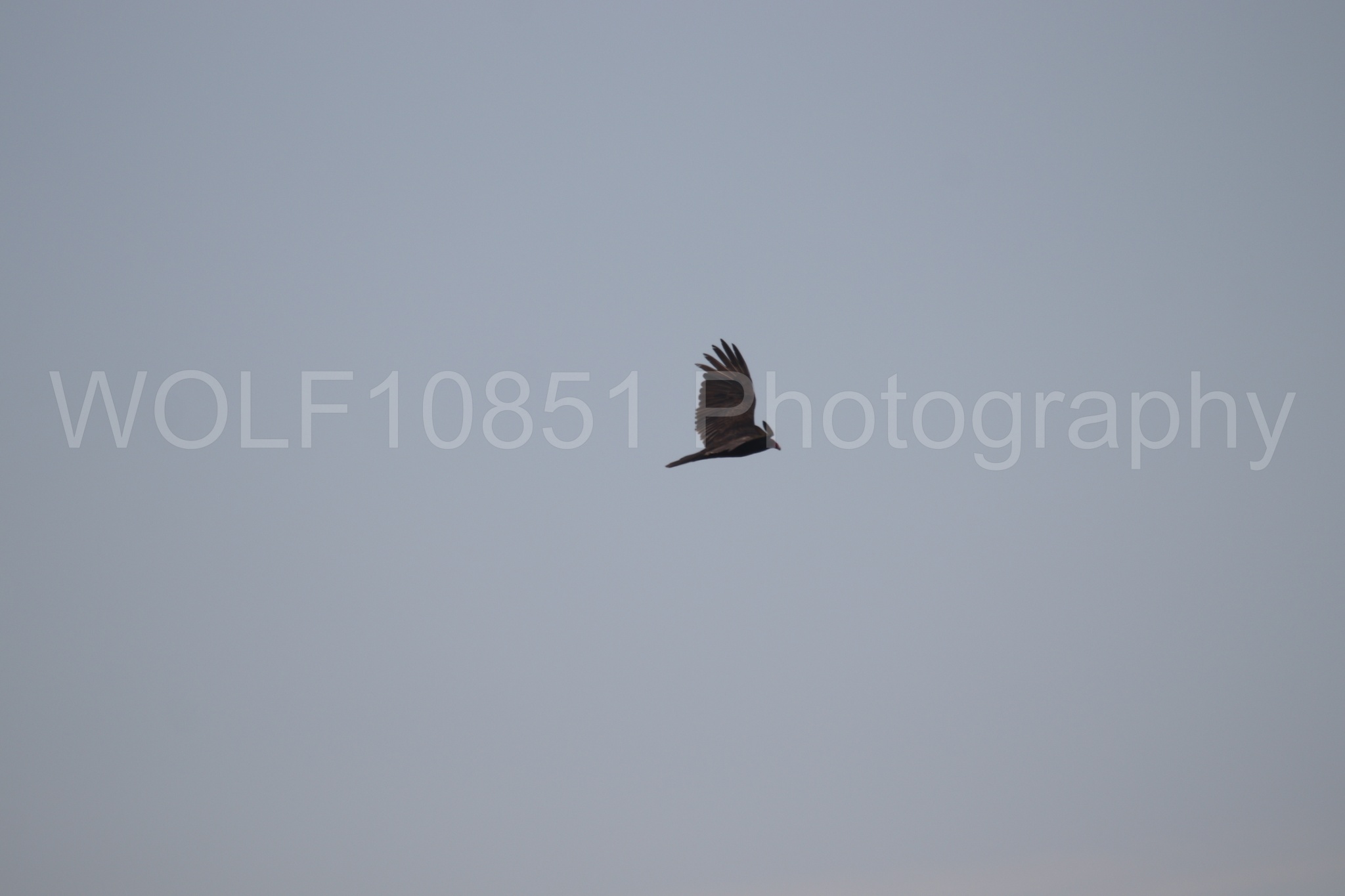 Aviation Photography | WOLF10851 Photography