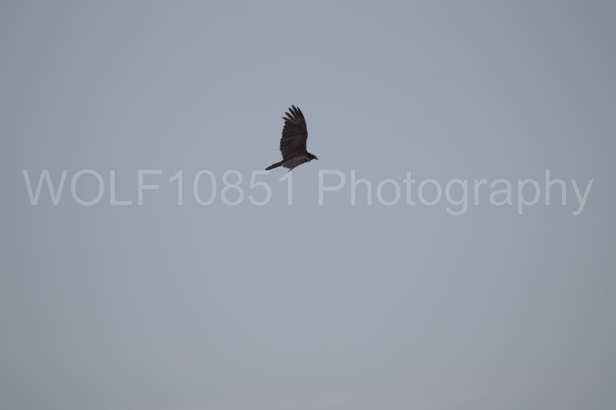 Aviation Photography | WOLF10851 Photography