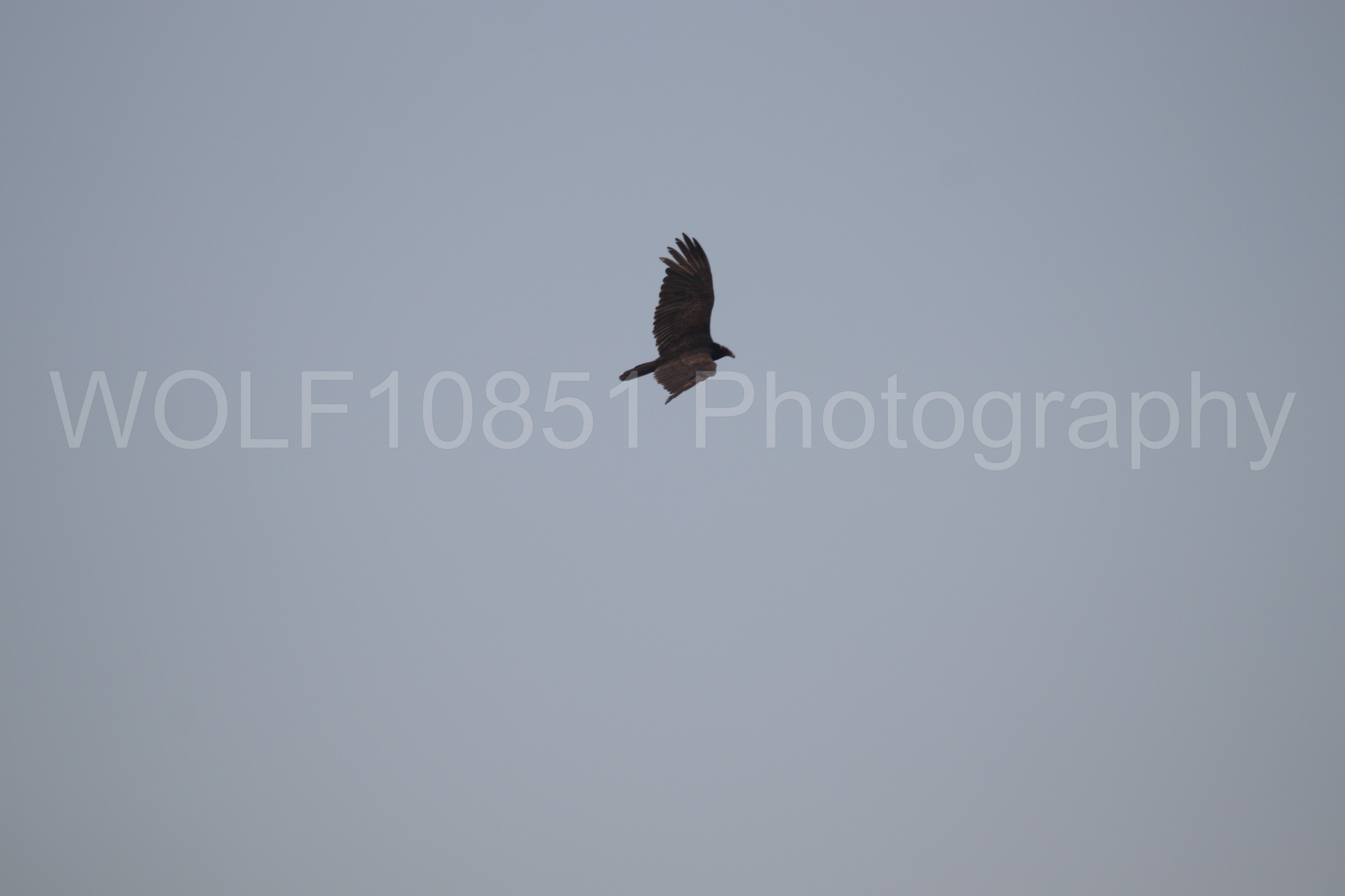 Aviation Photography | WOLF10851 Photography