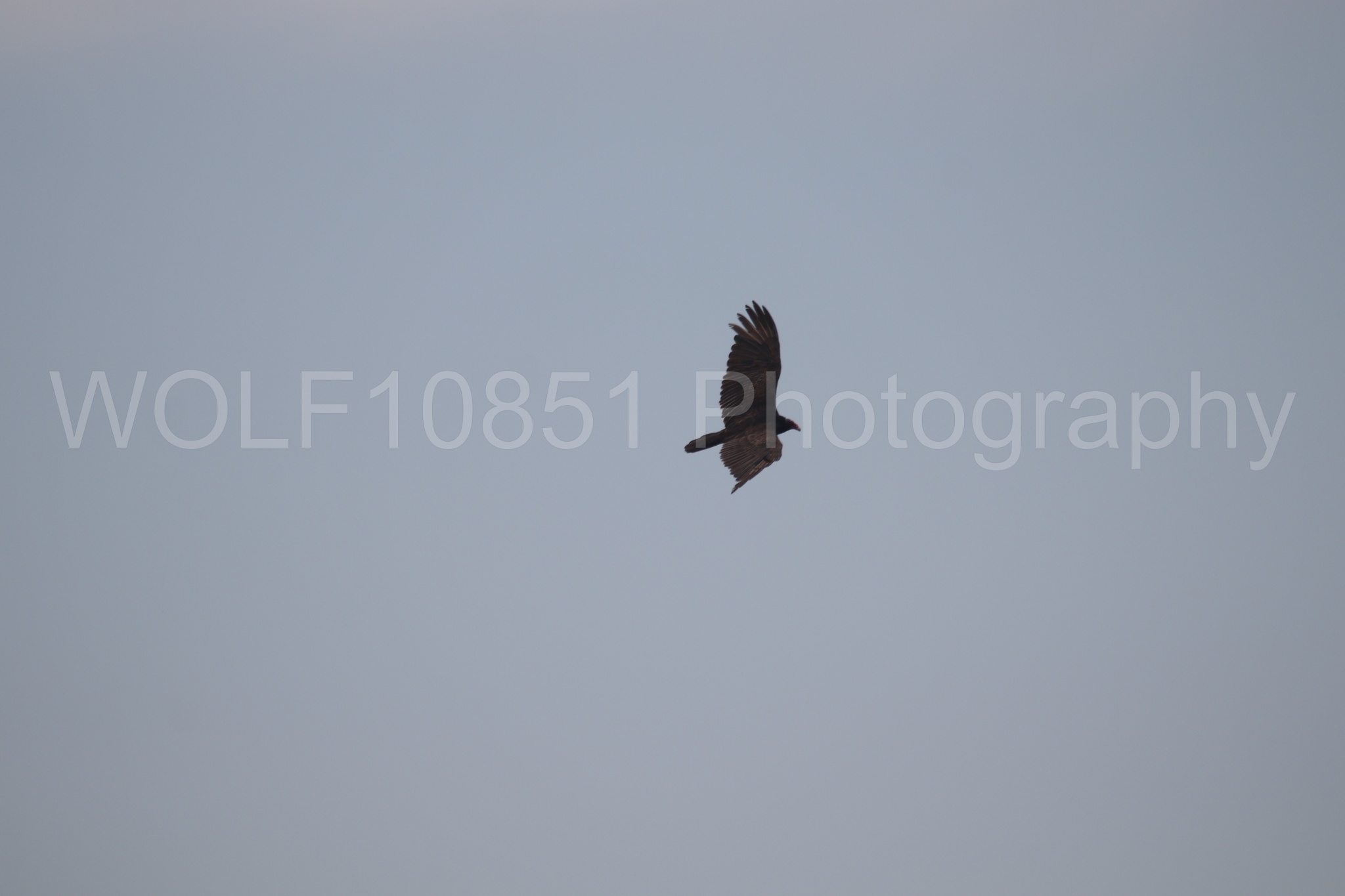 Aviation Photography | WOLF10851 Photography