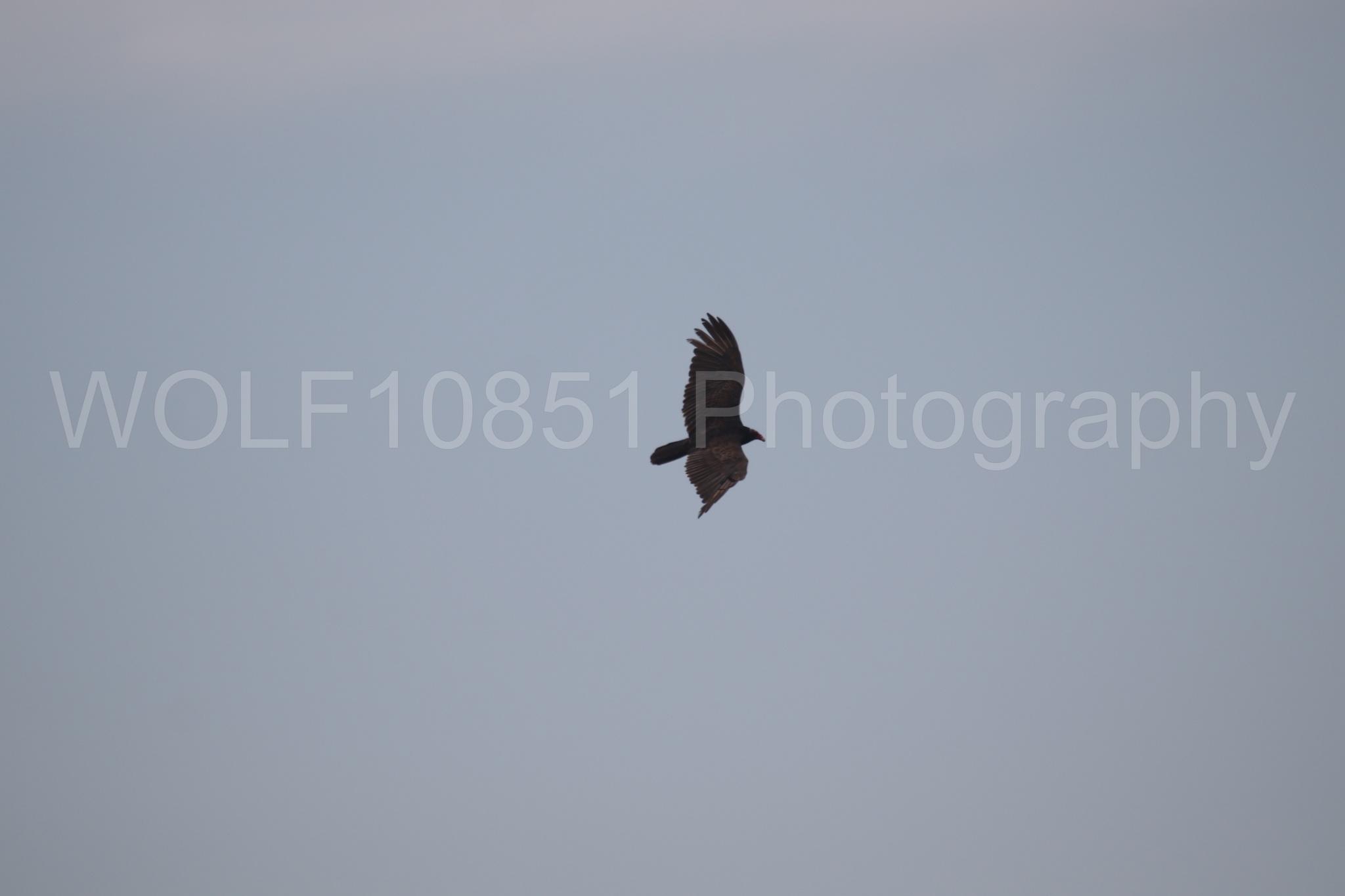 Aviation Photography | WOLF10851 Photography