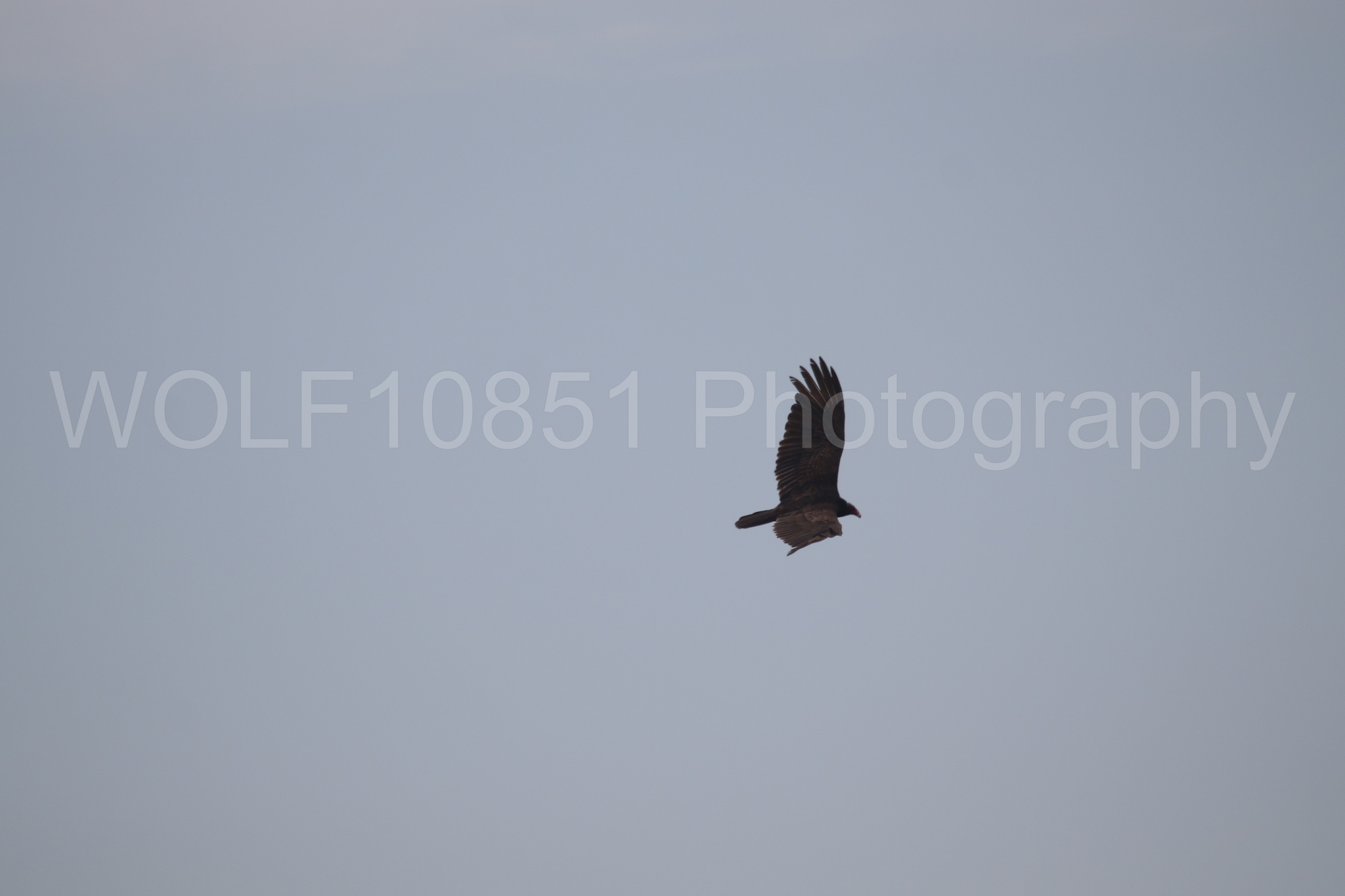 Aviation Photography | WOLF10851 Photography