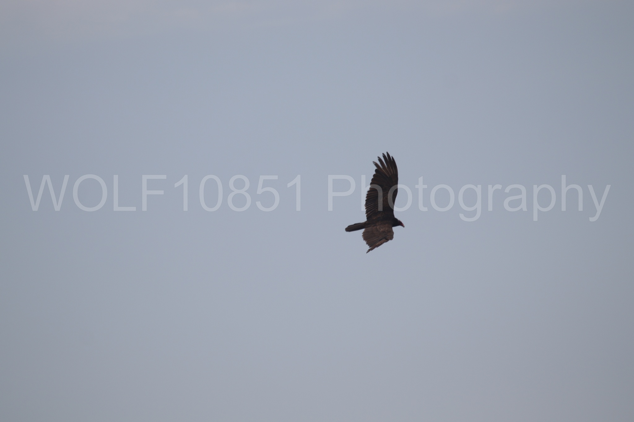 Aviation Photography | WOLF10851 Photography