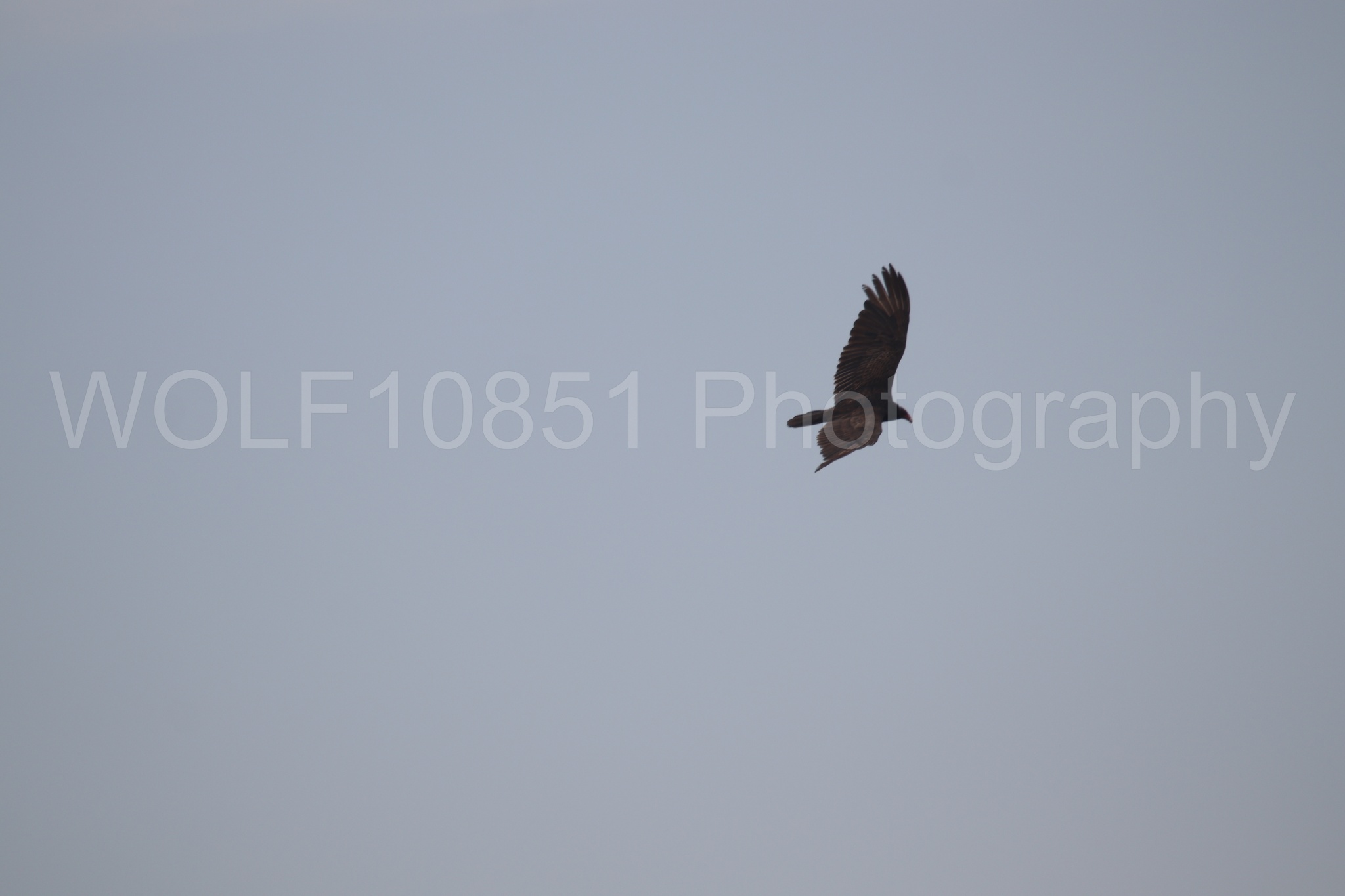 Aviation Photography | WOLF10851 Photography
