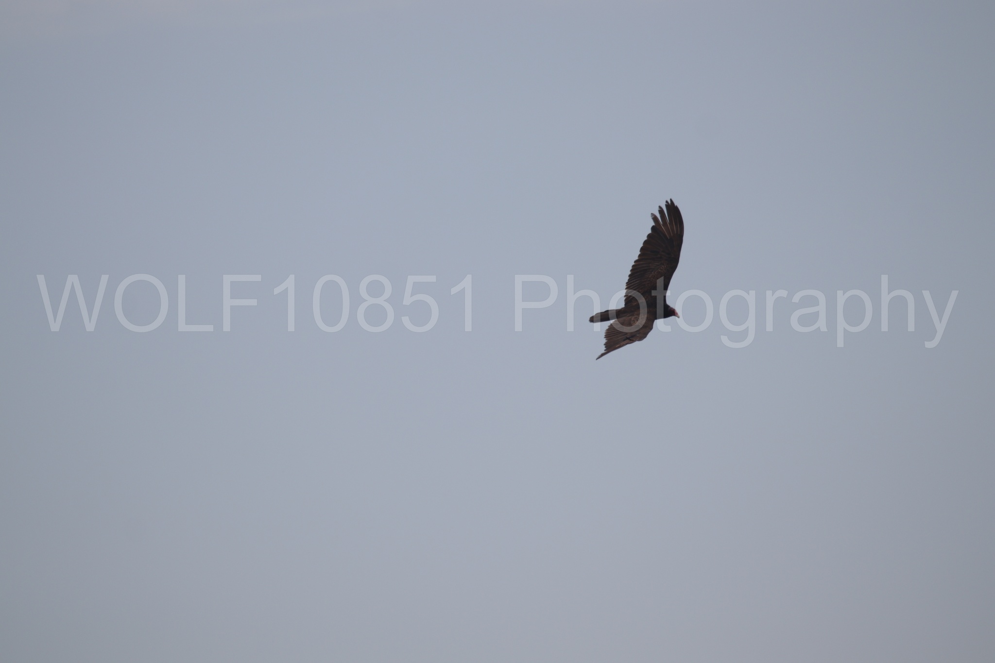 Aviation Photography | WOLF10851 Photography
