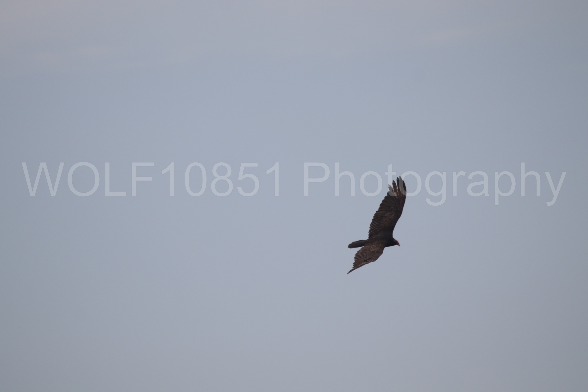 Aviation Photography | WOLF10851 Photography