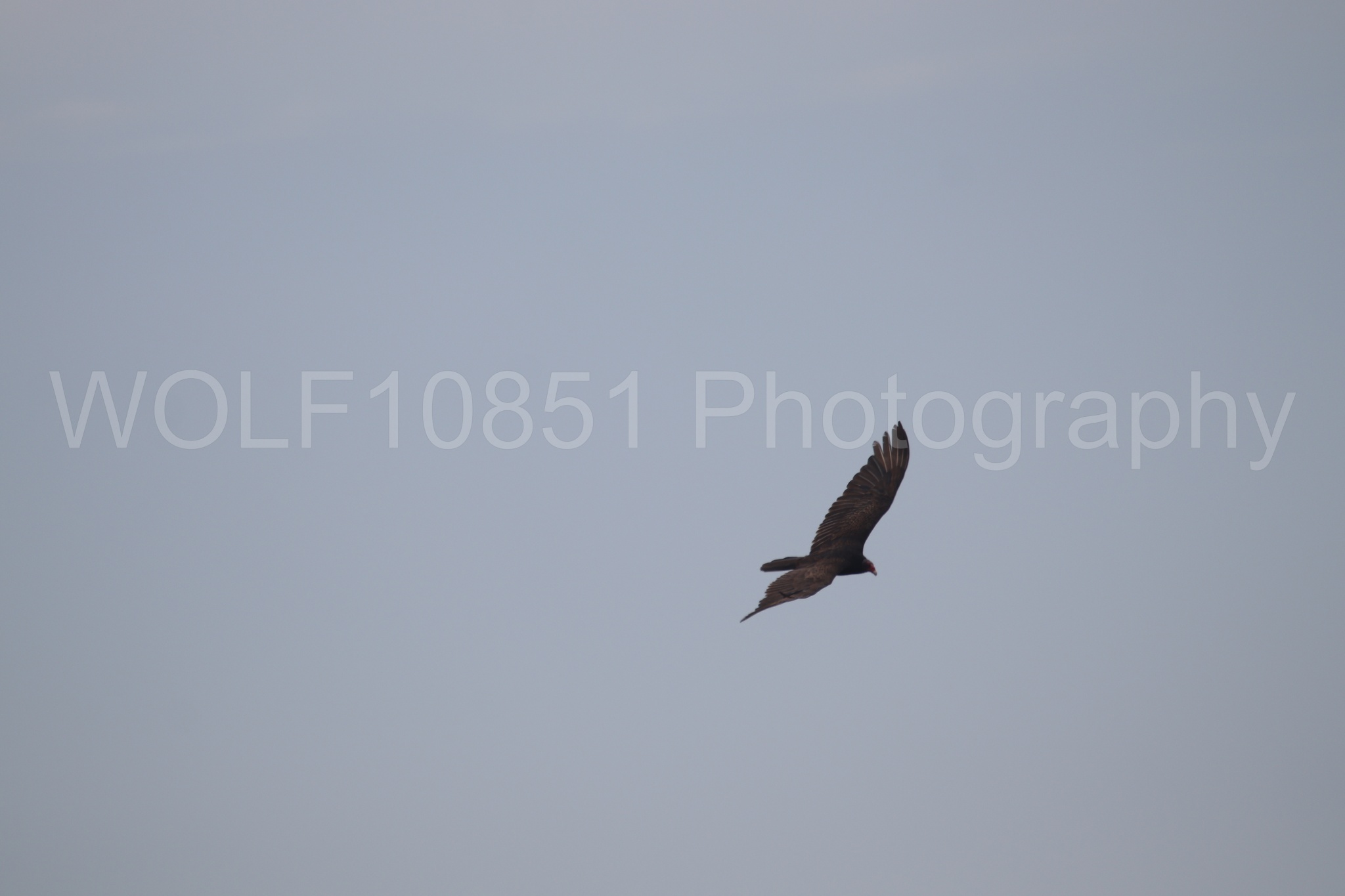 Aviation Photography | WOLF10851 Photography